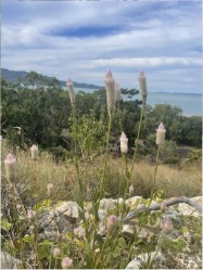 Native grasses and wildflowers on the escarpment above the sea